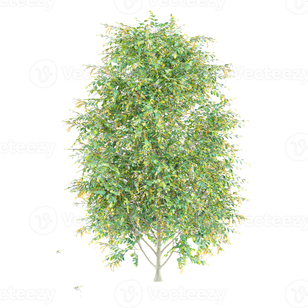 a tree with green leaves on a transparent background png