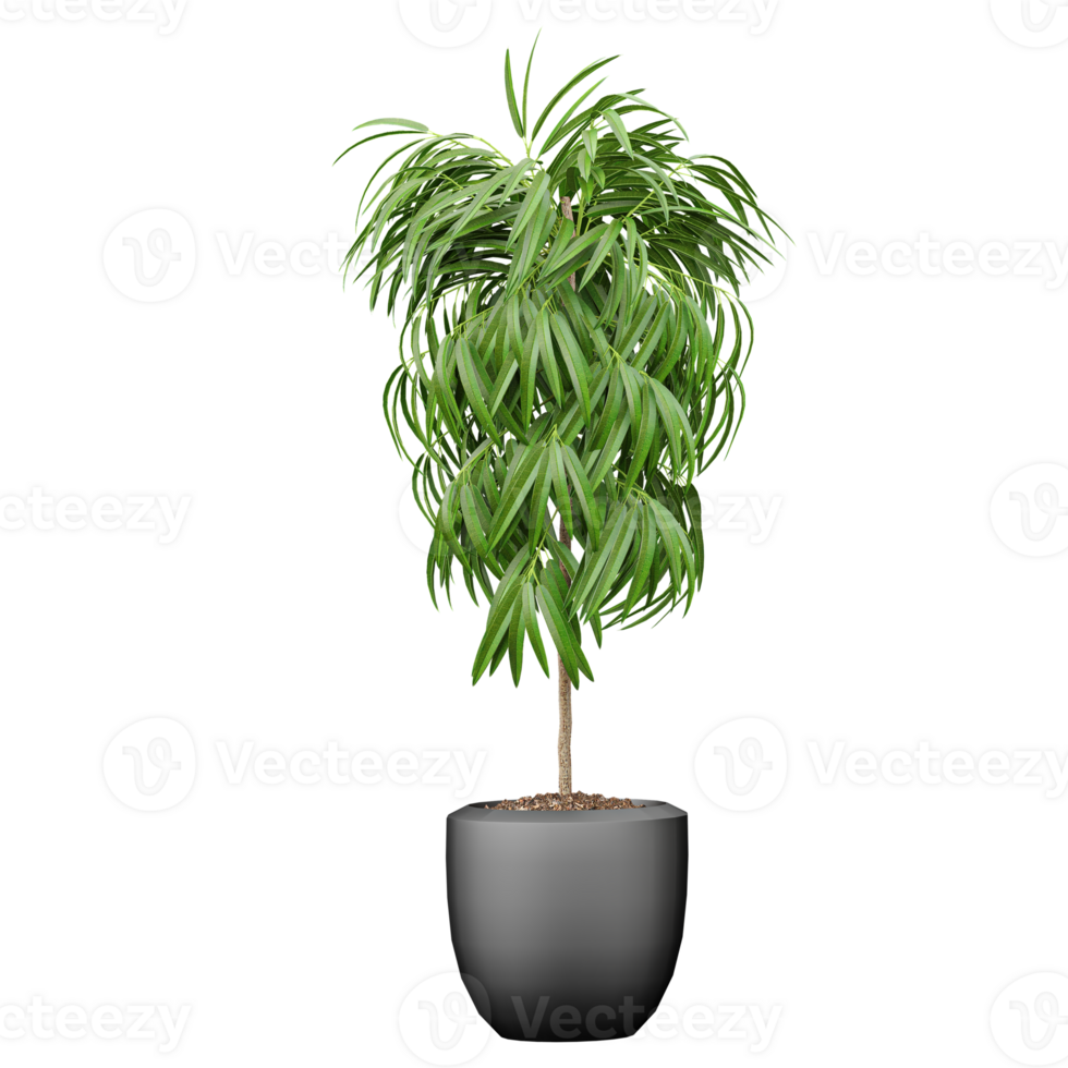 Green Ficus maclellandii tree isolated on transparent Canvas png