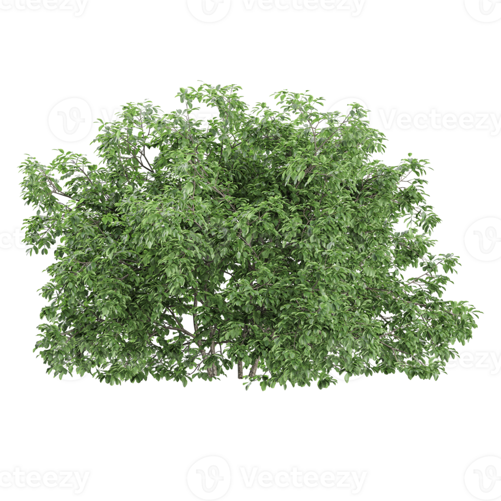 collection of White dogwood tree tree with realistic style png