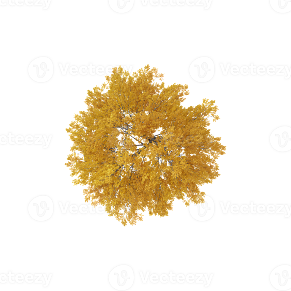Top view of Maple tree isolated on transparent Canvas png