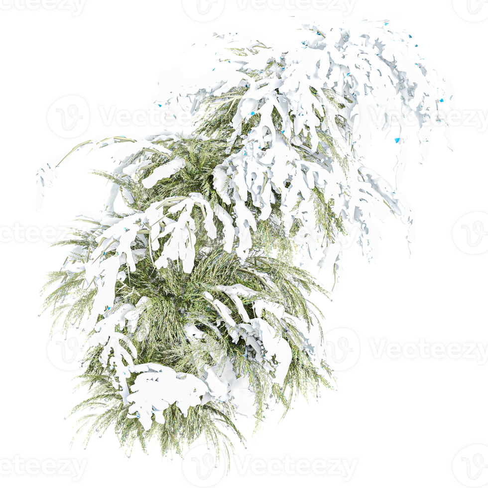 Fir Winter tree on snow isolated on transparent Canvas png