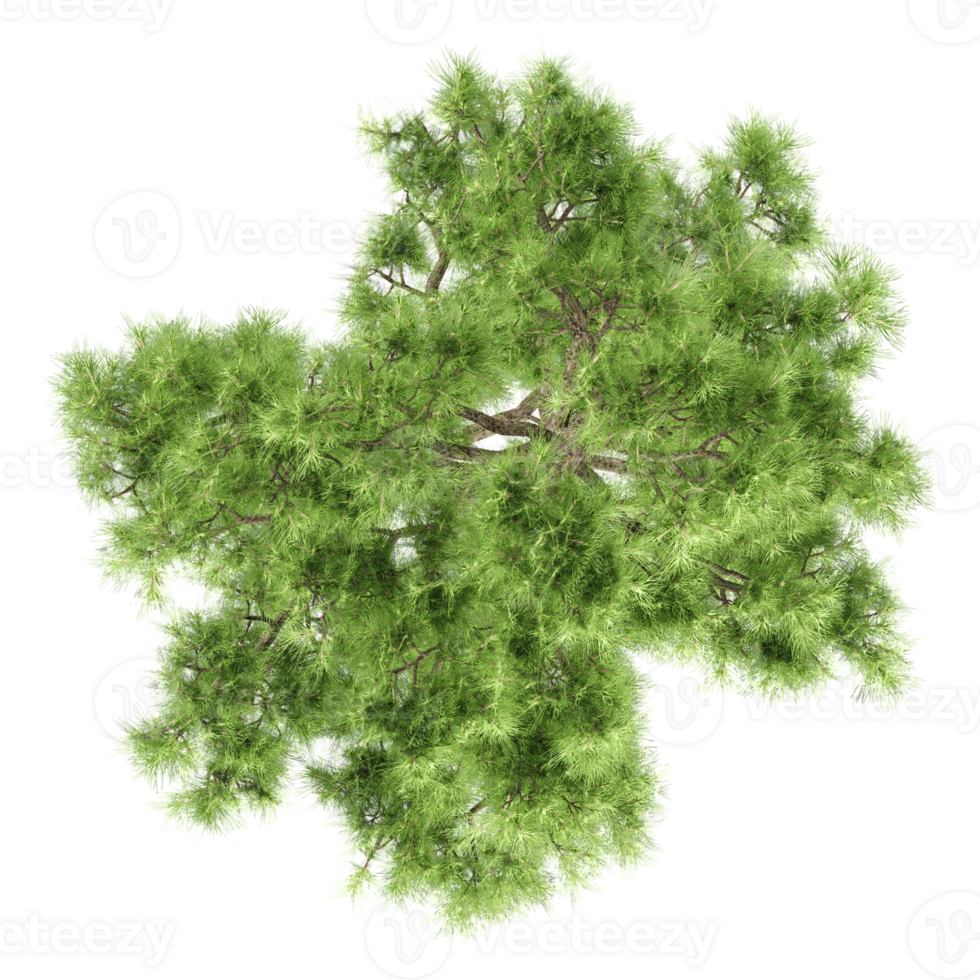 Green Willow isolated on transparent Canvas from top view png