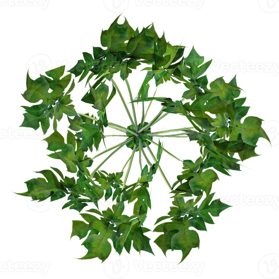 collection of Papaya tree with realistic style from top view png