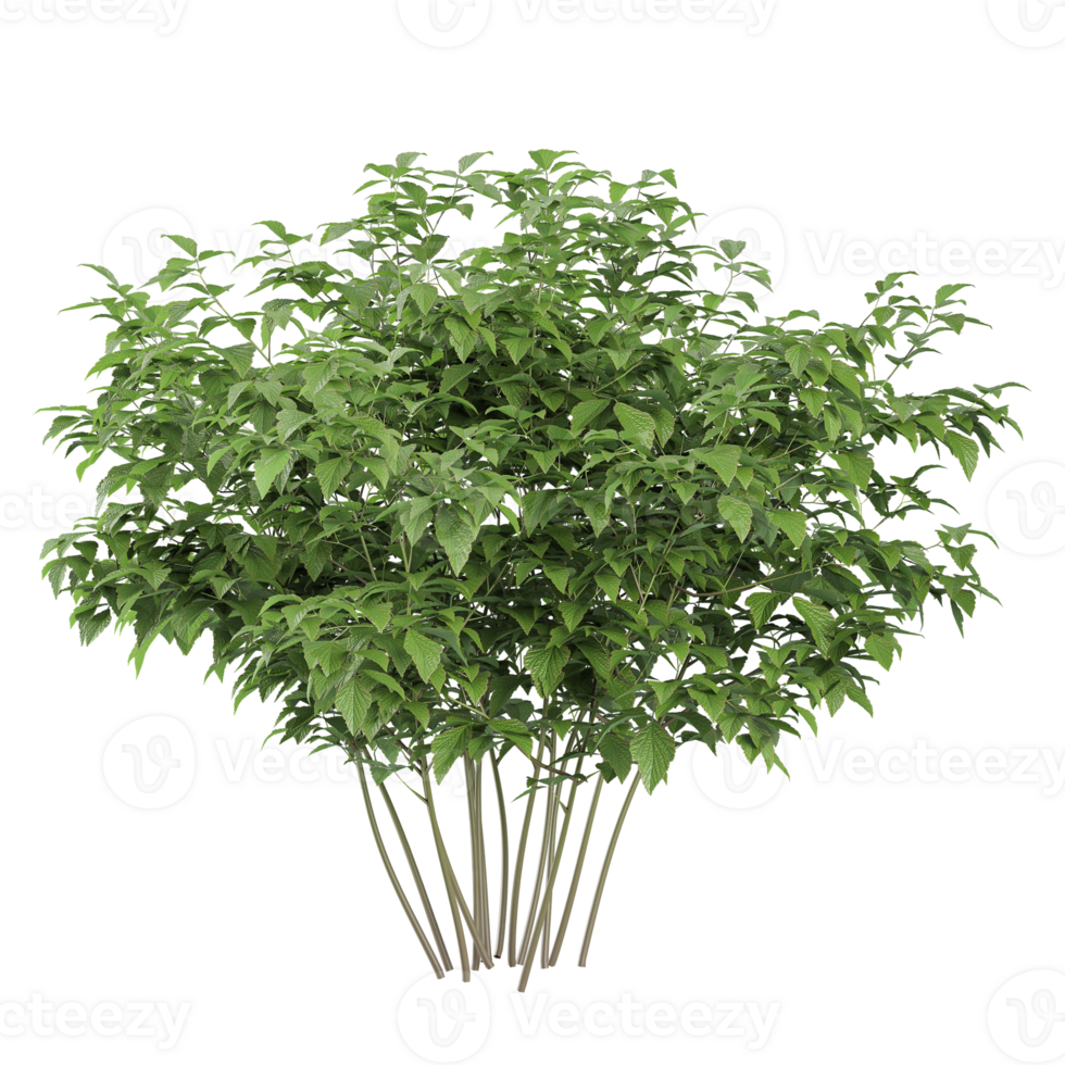 White dogwood tree isolated on transparent Canvas png