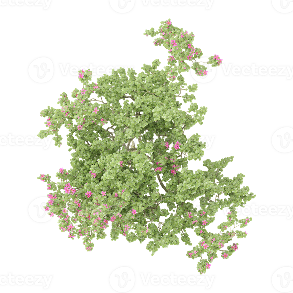 collection of sheena's gold tree with realistic style from top view png