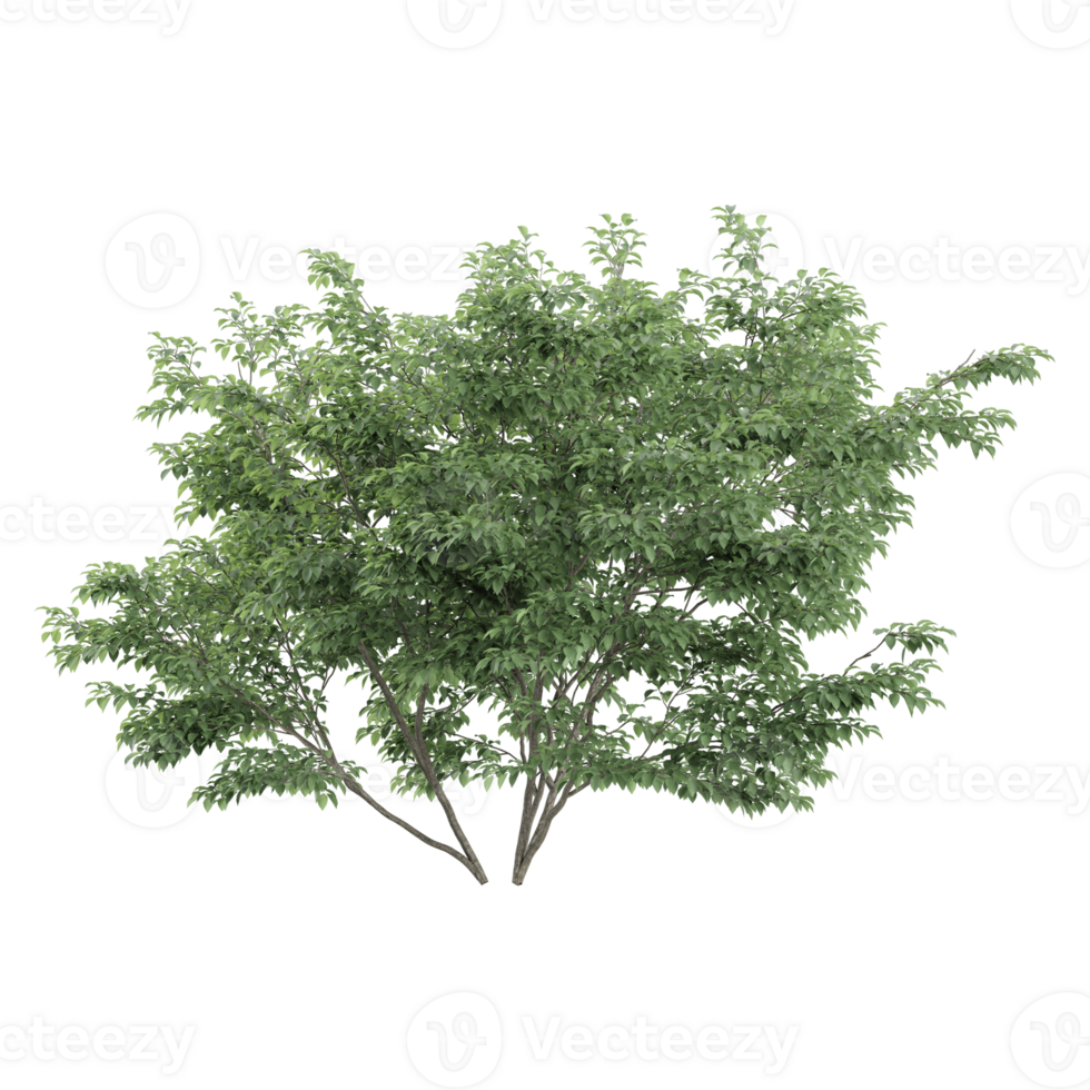 Green dogwood tree isolated on transparent Canvas png