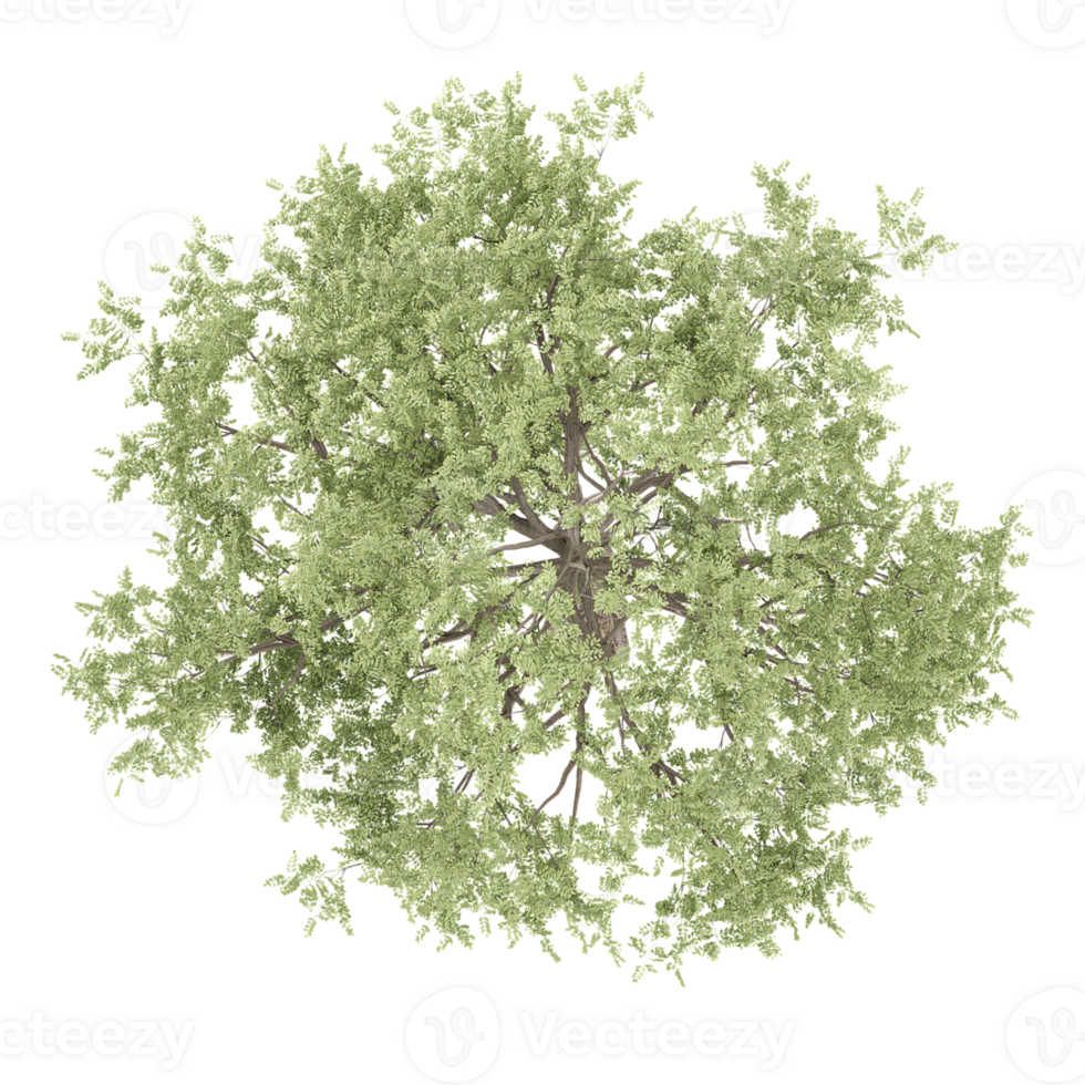 Green Tilia cordata tree isolated on transparent Canvas from the top view png