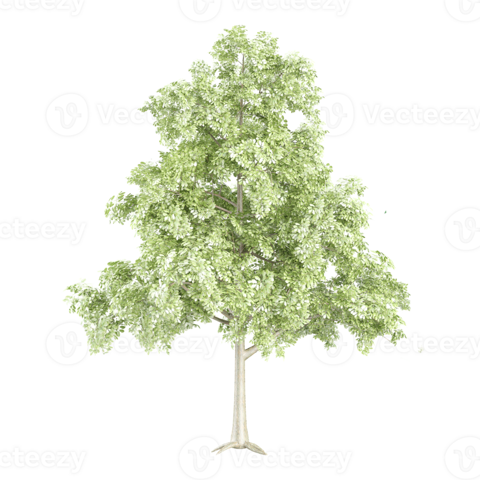 Locusts trees on transparent Canvas png