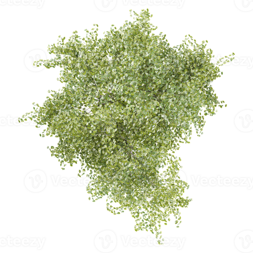 Top view of birch tree isolated on transparent Canvas png
