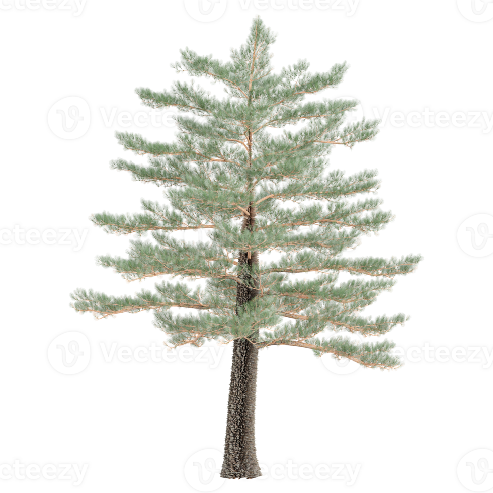 Green Pine tree isolated on transparent Canvas png