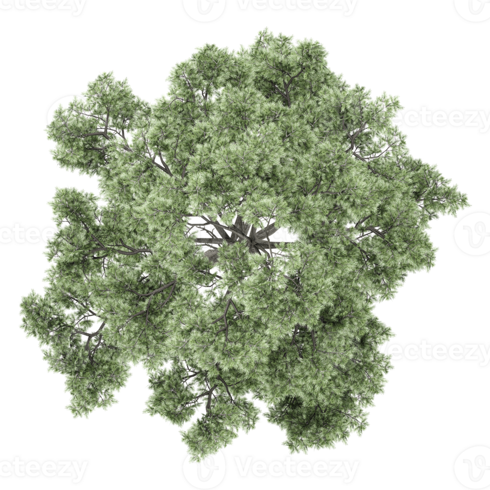 Green Oak tree isolated on transparent Canvas from top view png