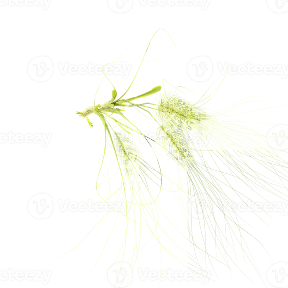 3D rendering of Setaria grass isolated on transparent canvas from the top view png