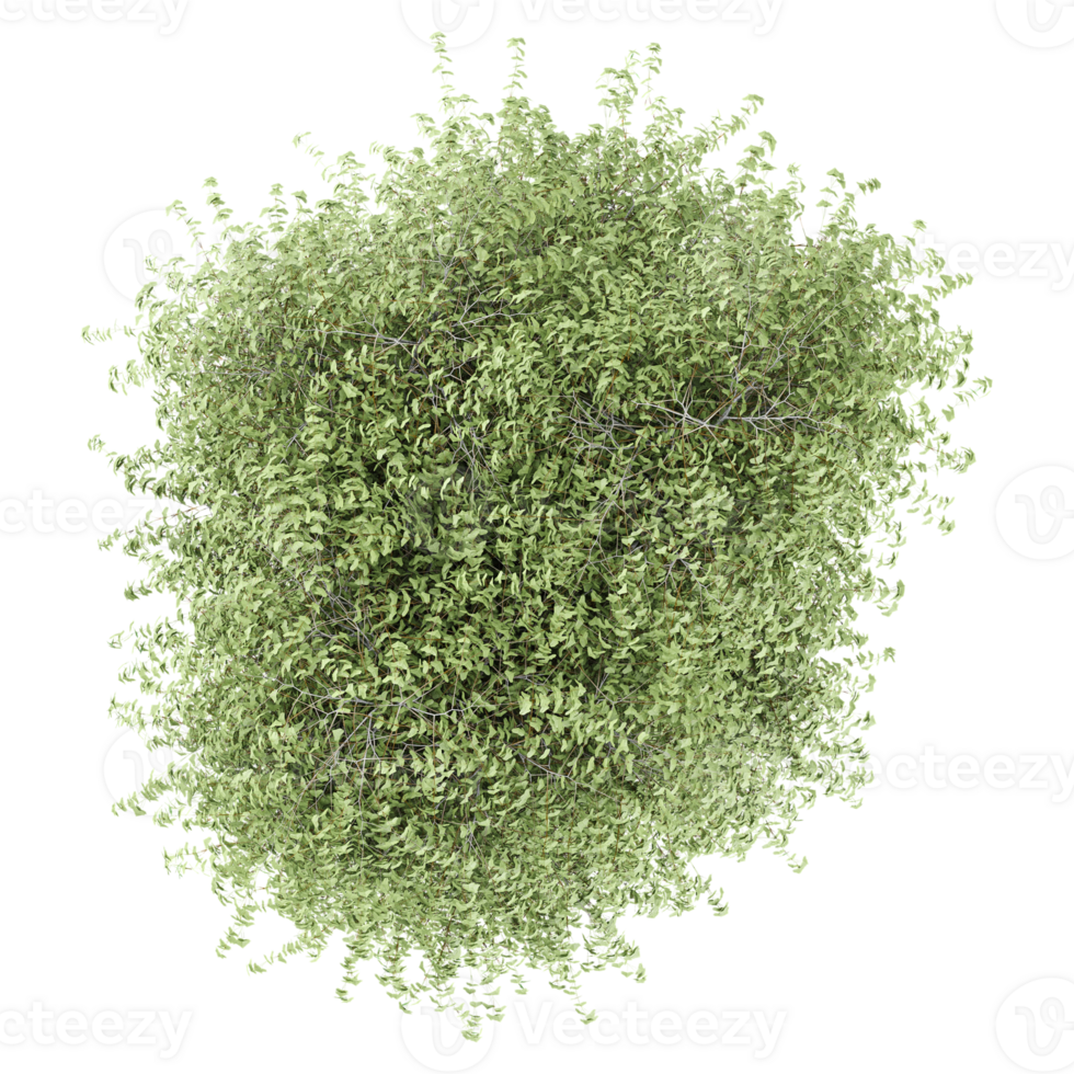 Top view of Olive tree isolated on transparent Canvas png