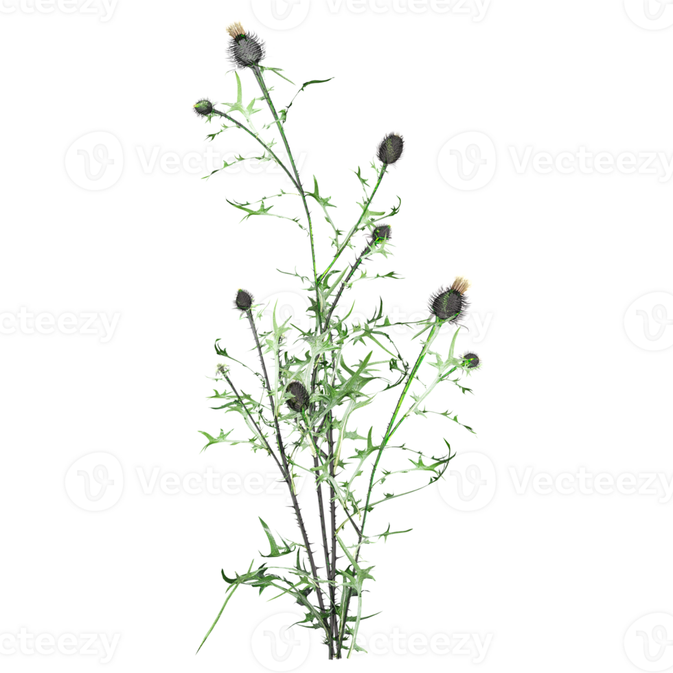 Wild Field Grass isolated on transparent canvas png