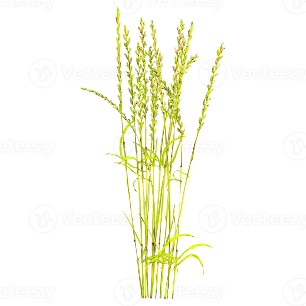 3D rendering of Cynosurus cristatus grass isolated on transparent canvas png