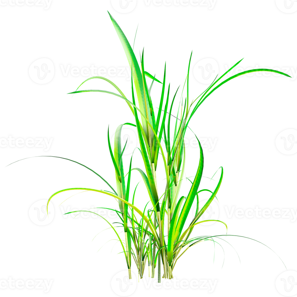 3D rendering of Napier grass isolated on transparent canvas png