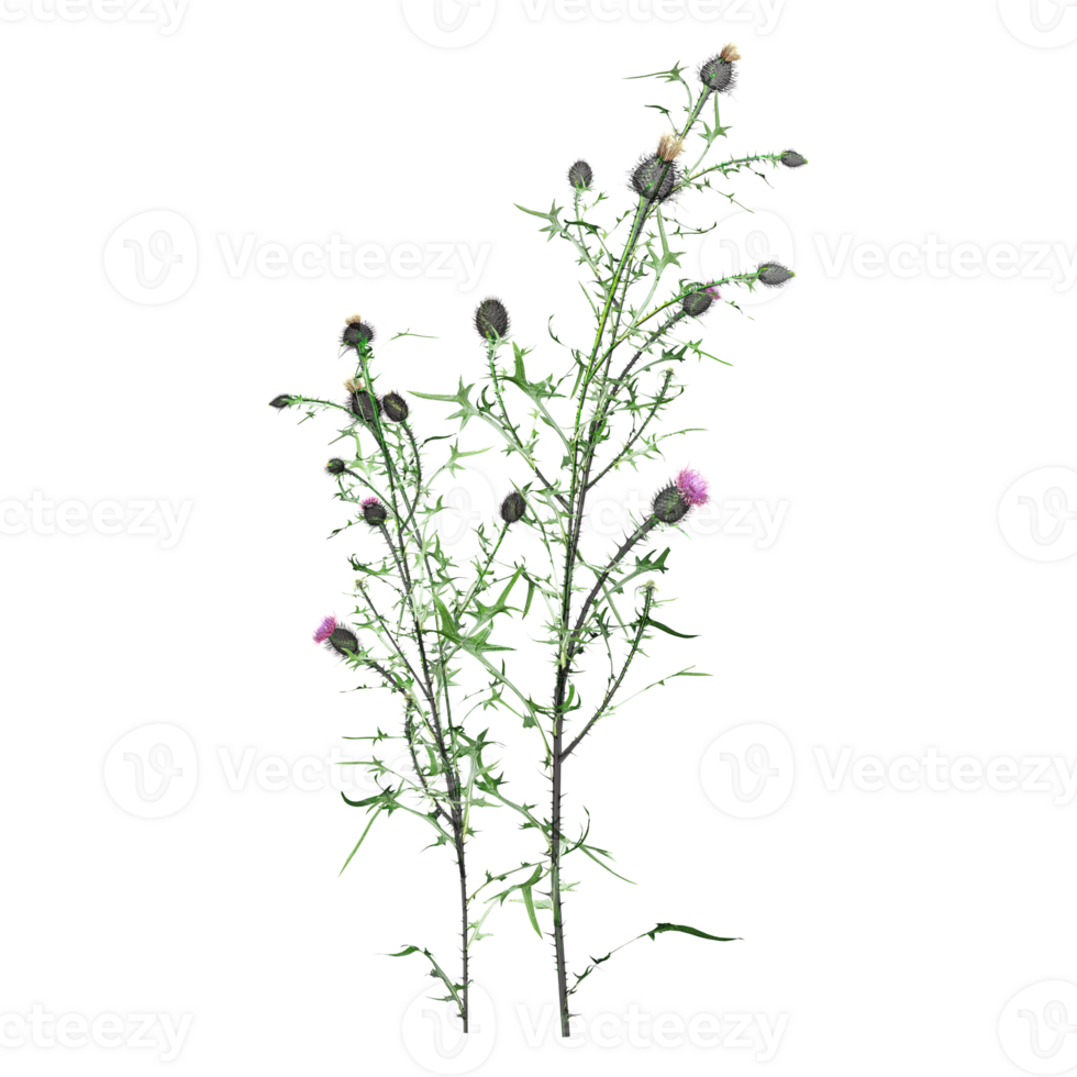 collection of Wild Field Grass isolated on transparent canvas png