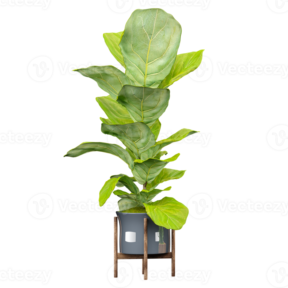 3d illustration of Fiddle-leaf fig plant in pot isolated on transparent Canvas png