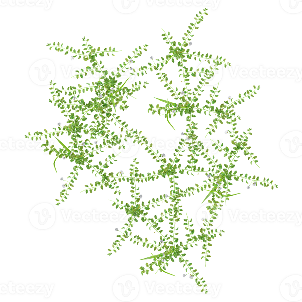 Top view of grass isolated on transparent Canvas png