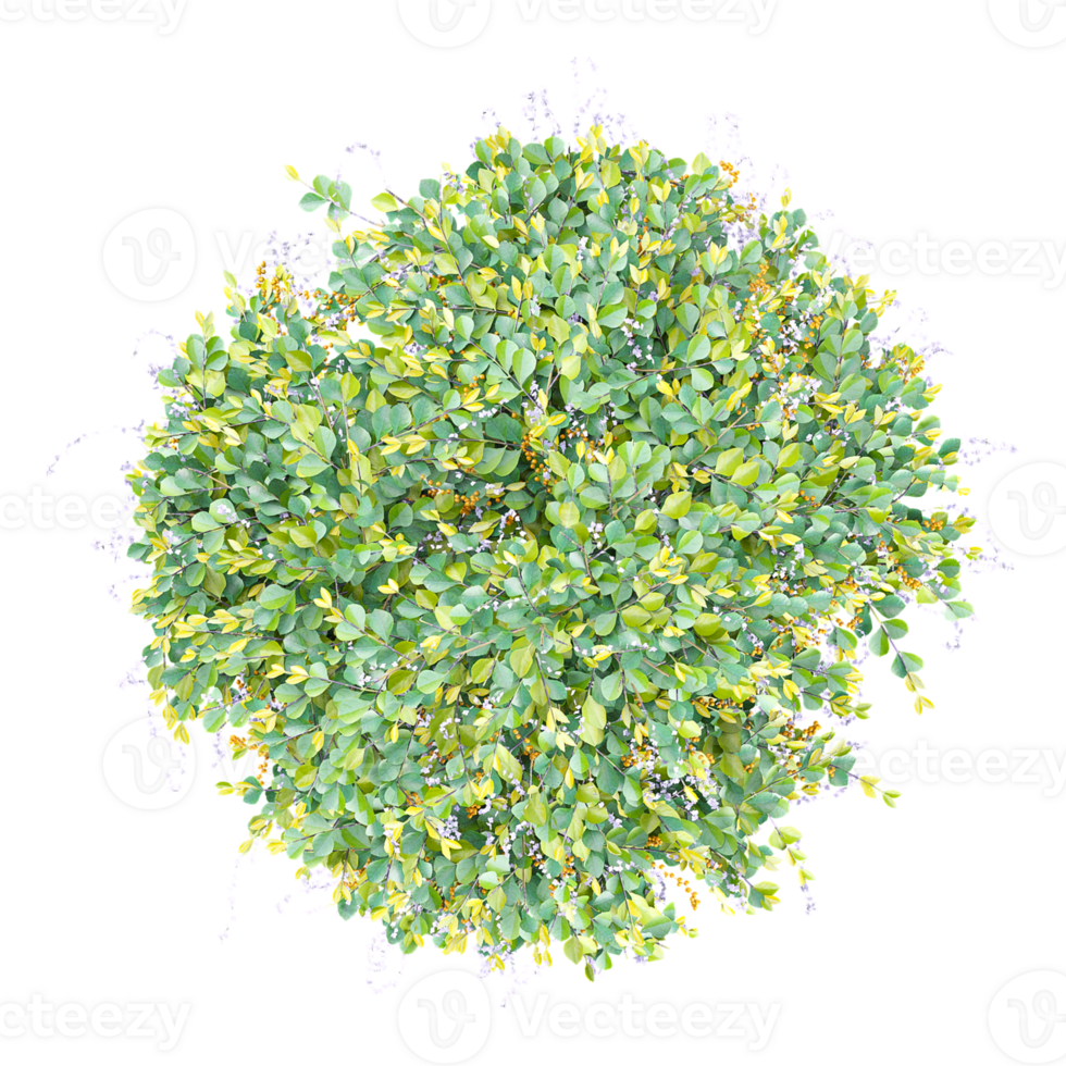 Bush isolated on transparent Canvas from the top view png
