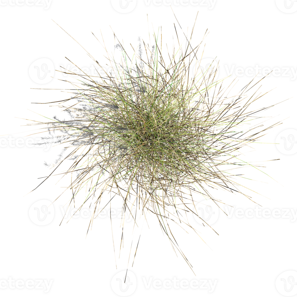 3d illustration of Wild Field Grass isolated on transparent canvas from the top view png