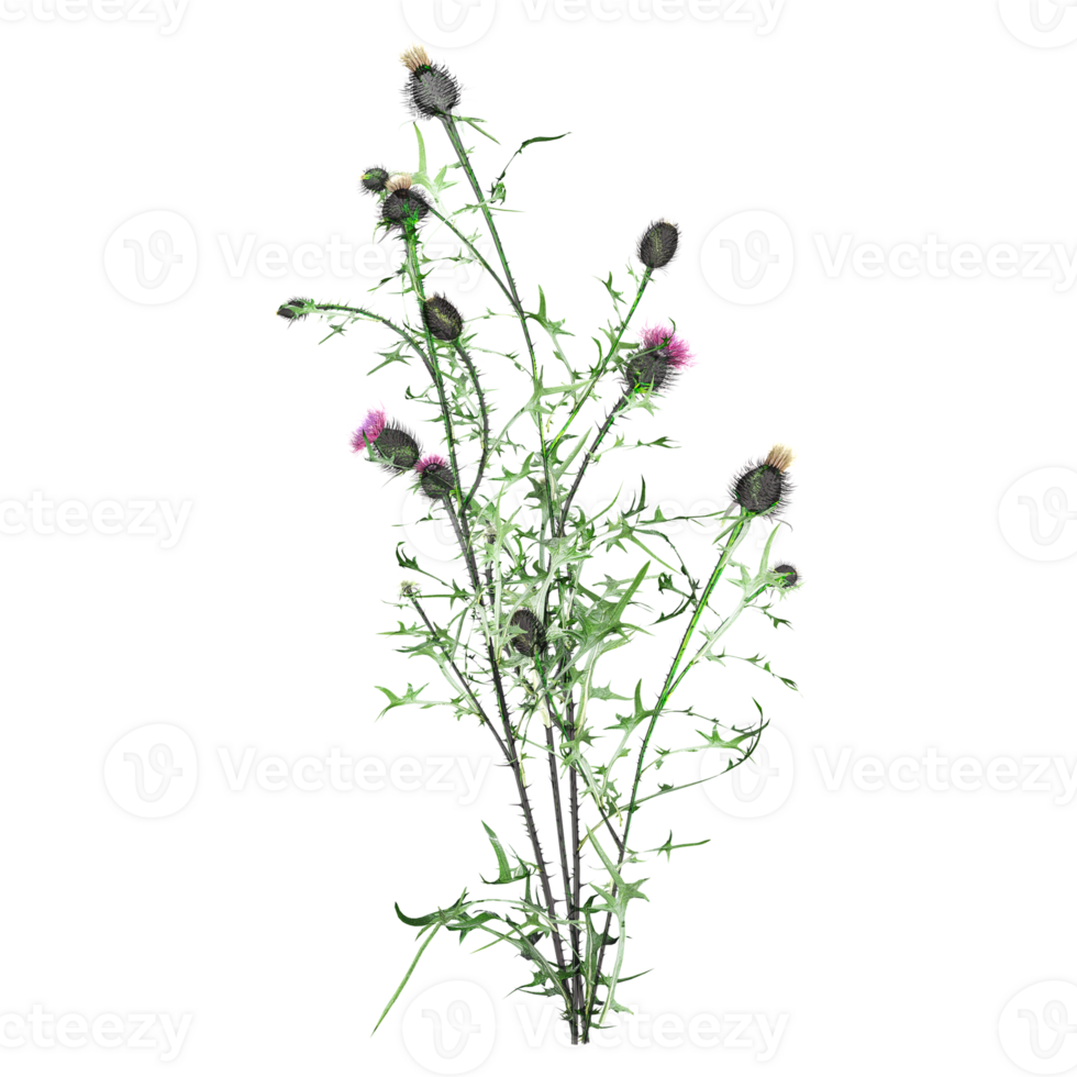 3d illustration of Wild Field Grass isolated on transparent canvas png
