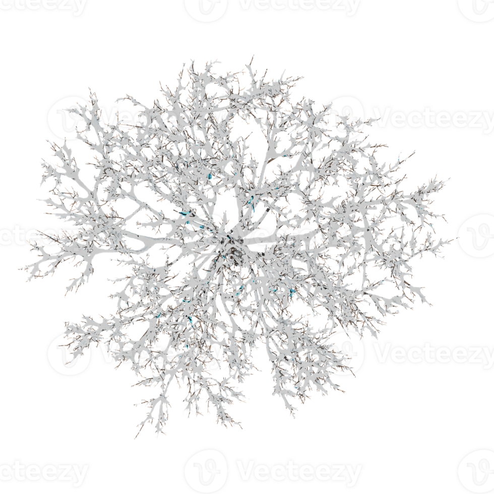 winter snowy tree isolated on transparent Canvas from the top view png