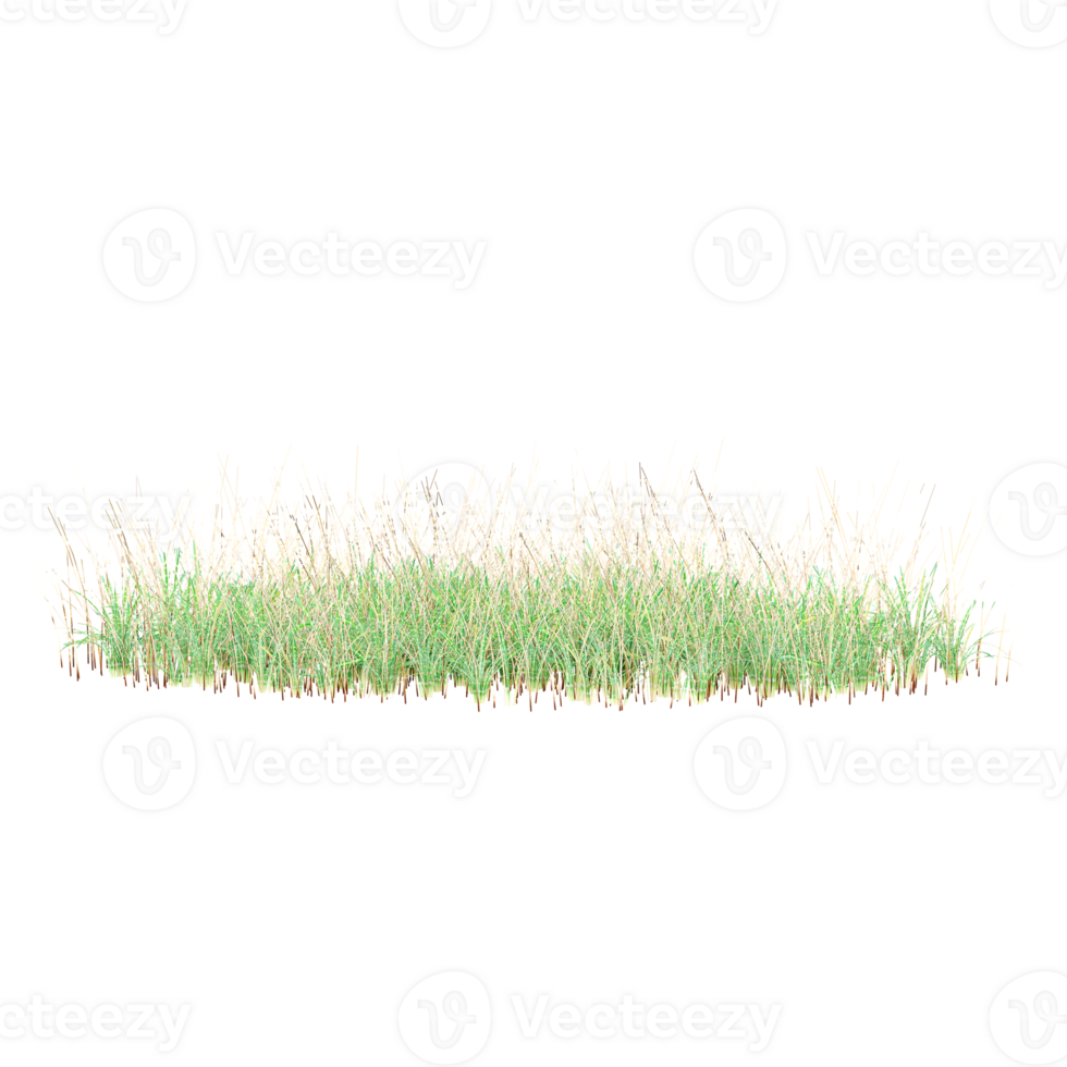 3D rendering of Cattail grass isolated on transparent canvas png
