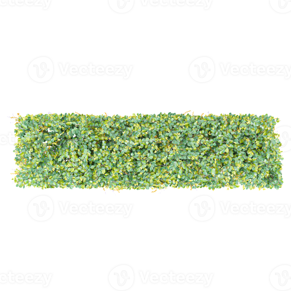 Green beautiful Bush isolated on Canvas from top view png