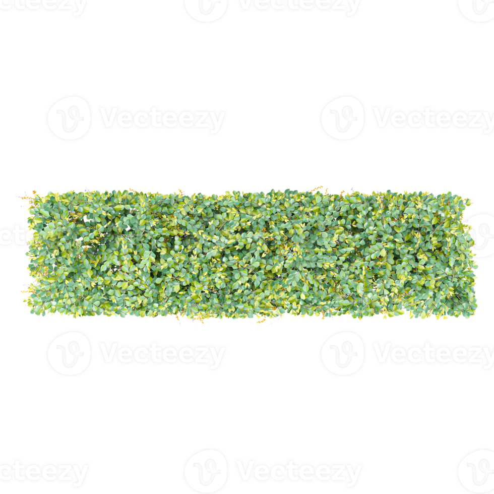 Green Bush isolated on transparent Canvas from top view png