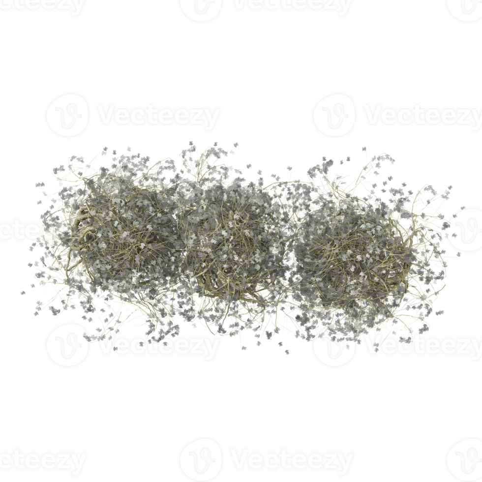 Collection of grass isolated on transparent Canvas from the top view png