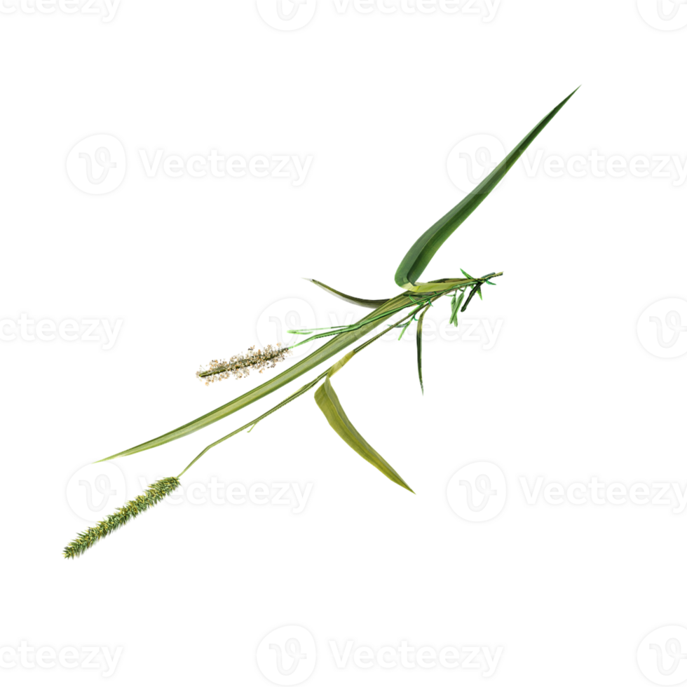 Top view of green wild grass isolated on transparent Canvas png