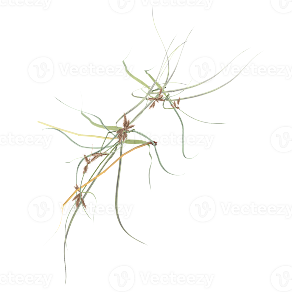 3d illustration of wild grass isolated on transparent Canvas from top view png