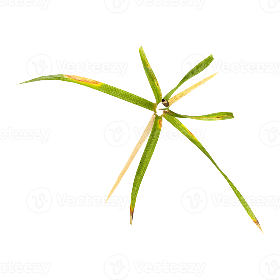 green wild grass isolated on transparent Canvas from top view png