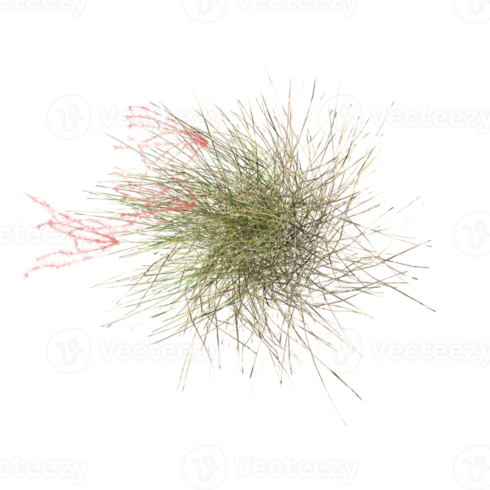 collection of Wild Field Grass isolated on transparent canvas from the top view png