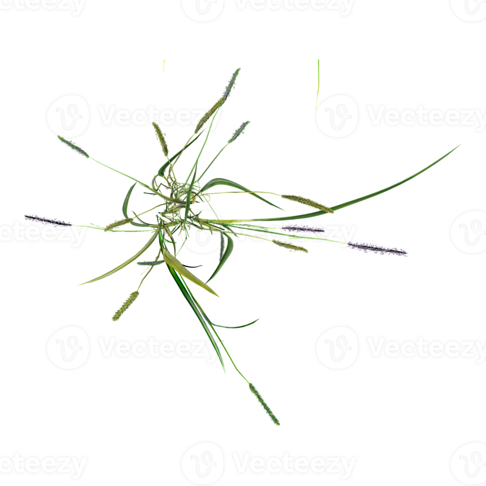 3D rendering of green wild grass isolated on transparent canvas from top view png
