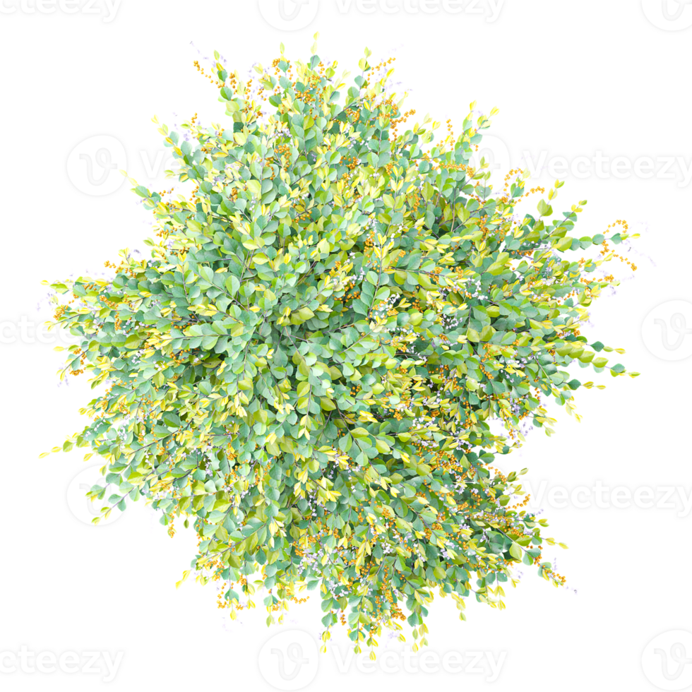 Top view of Bush isolated on transparent Canvas png