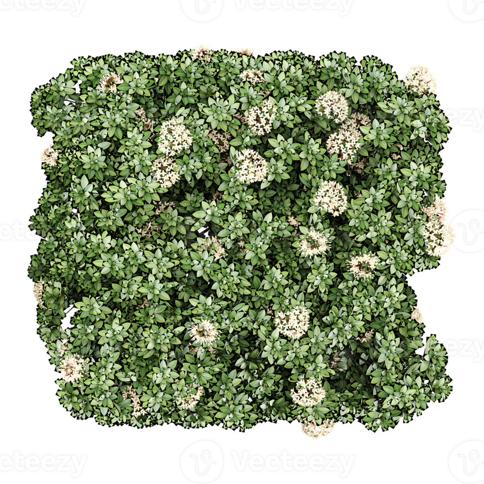 collection of Cheesewood flower plant isolated on transparent Canvas from the top view png
