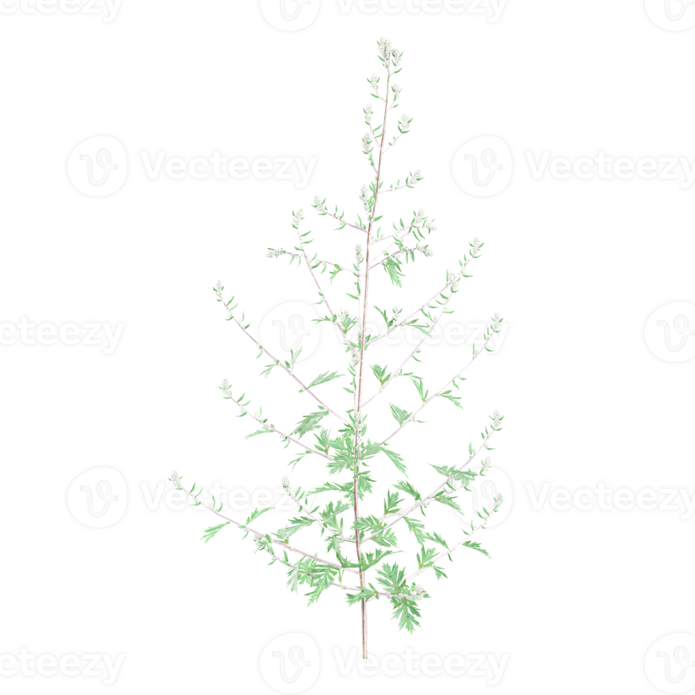 3d illustration of Artemisia vulgaris isolated on transparent Canvas png