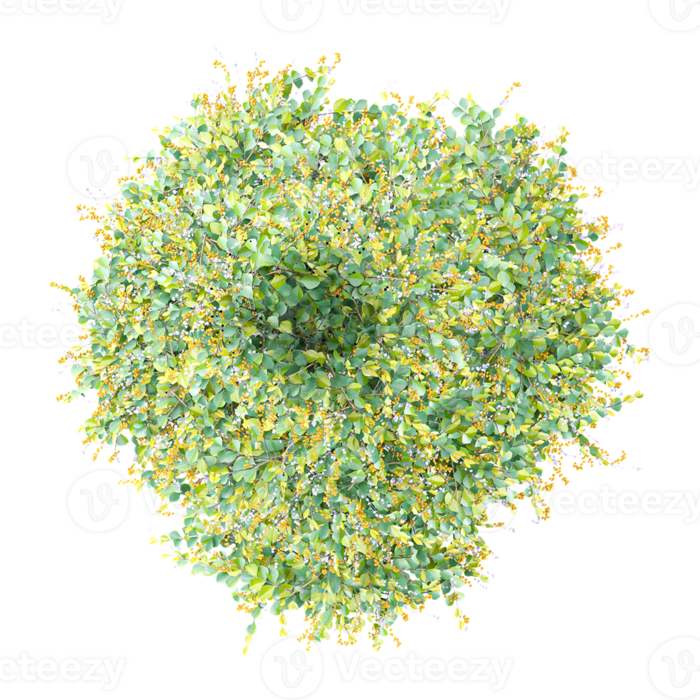 beautiful of Bush isolated on transparent canvas from top view png