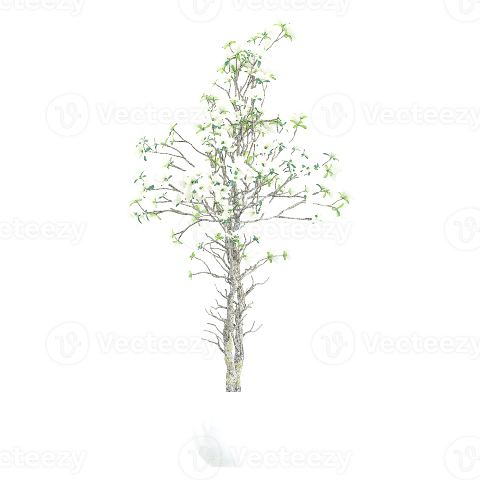 3D rendering of Cornus officinalis in pot isolated on transparent canvas png