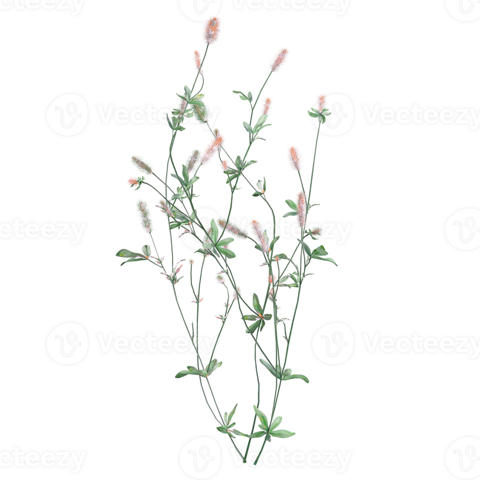 3D rendering of Hare's-foot clover isolated on transparent canvas png