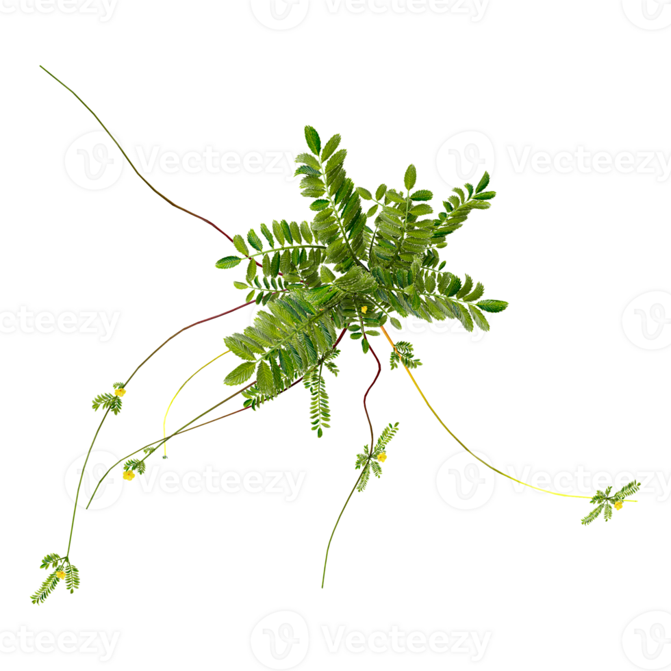 3d illustration of Biophytum isolated on transparent Canvas from top view png