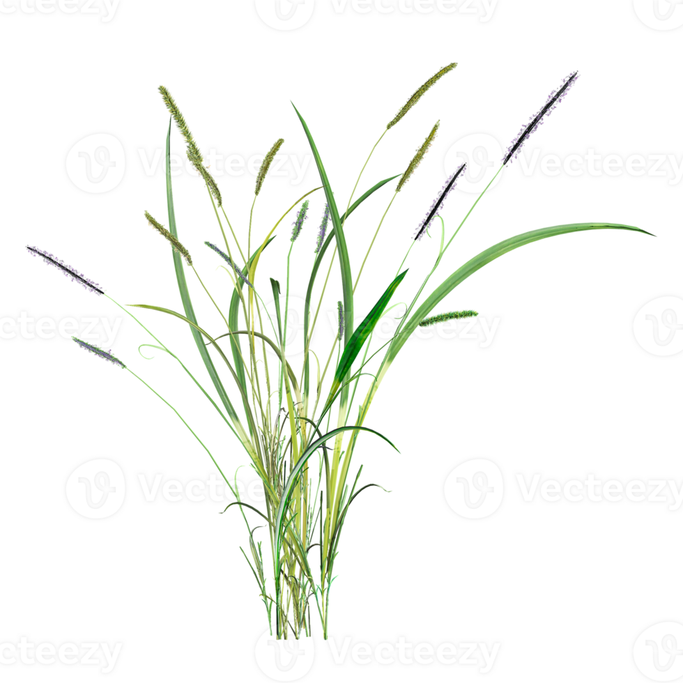 collection of green wild grass with realistic style png