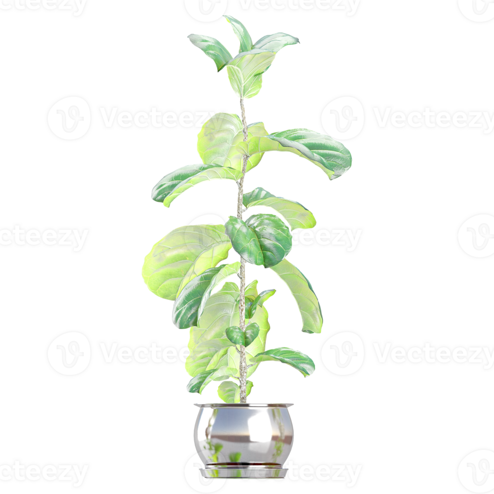 3D rendering of Fiddle-leaf fig in pot isolated on transparent canvas png