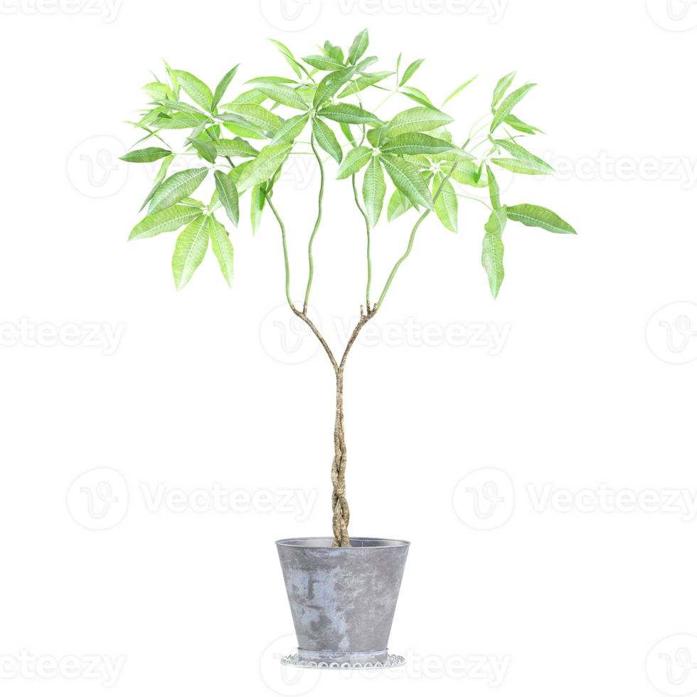 3D rendering of Guiana Chestnut in pot isolated on transparent canvas png