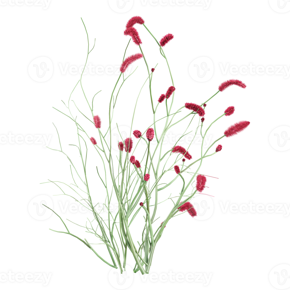 Green beautiful Sanguisorba officinalis plants isolated on Canvas png