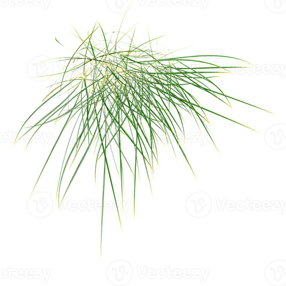 Green beautiful green wild grass isolated on Canvas from top view png