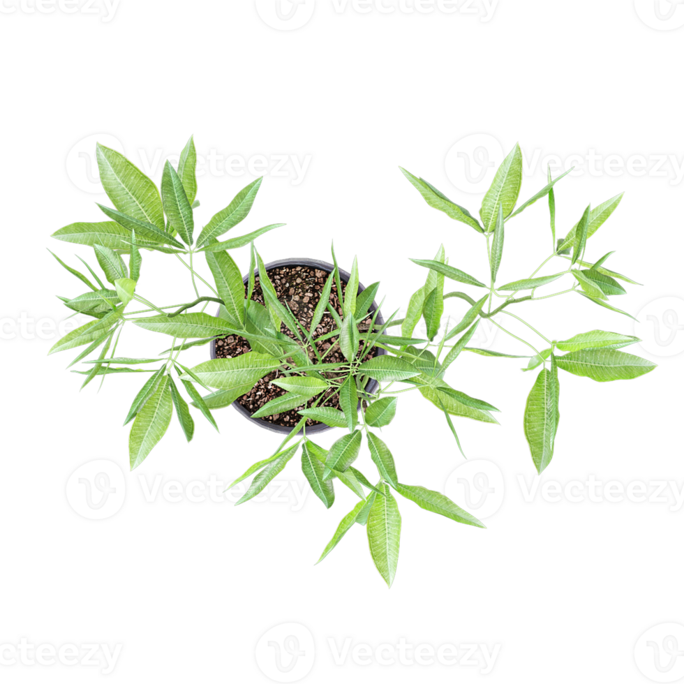 3D rendering of Guiana Chestnut in pot isolated on transparent canvas from the top view png