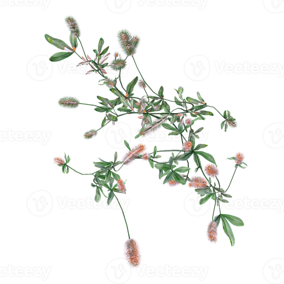 3D rendering of Hare's-foot clover isolated on transparent canvas from top view png